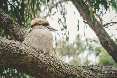 Portrait of Laughing Kookaburra on a tree in Australiaの写真素材