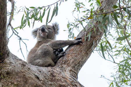 Koala bear on a tree in Australiaの写真素材