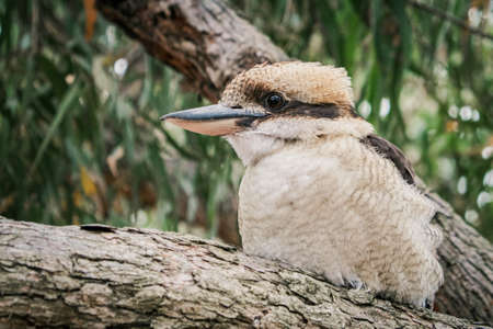 Extreme closeup of Laughing Kookaburraの写真素材