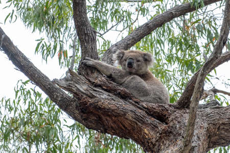 Koala bear portrait in Australiaの写真素材