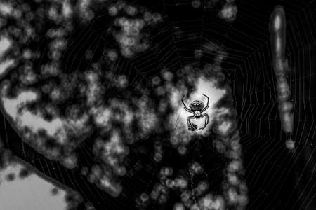 Golden orb-weaving spider in the middle of web in black and white with copy spaceの写真素材