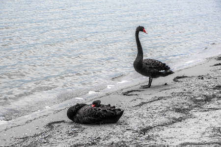Two black swans resting on seashoreの写真素材