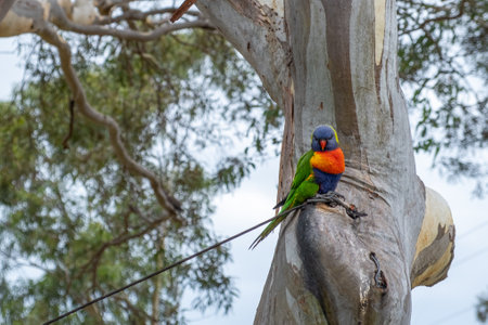 Rainbow lorikeet parrot on eucalyptus tree closeupの写真素材