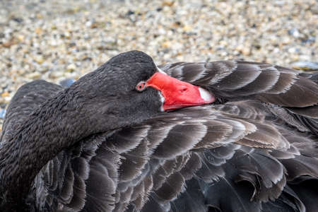 Extreme closeup of black swan tucking beak into feathersの写真素材