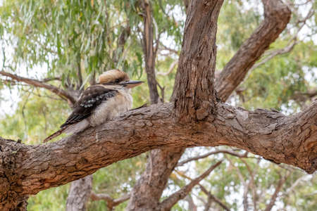 Kookaburra perching on a treeの写真素材