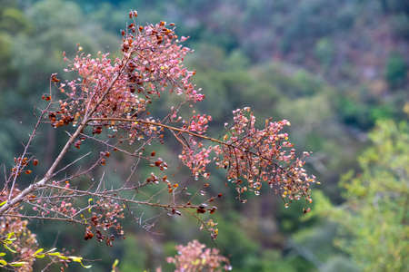 Tree branch with small red leafs and raindrops on blurred backgroundの写真素材