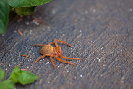 Young huntsman spider on pavement - closeup with shallow focusの写真素材
