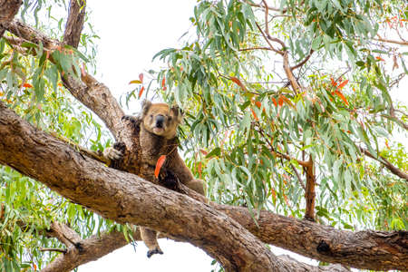 Cute Koala has one leg hanging from tree branch - sits like a personの写真素材
