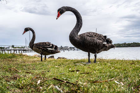 Two black swans in similar poses closeup in Australiaの写真素材