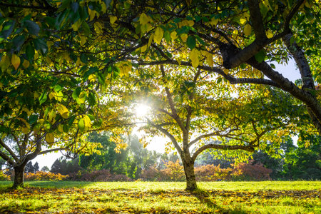 Cherry trees in Autumn at sunset. Dandenong Ranges, Victoria, Australiaの写真素材