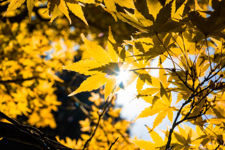 Sunshine with flare through fall leafs on blurred backgroundの写真素材