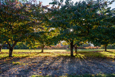 Beautiful cherry trees at sunset in a gardenの写真素材