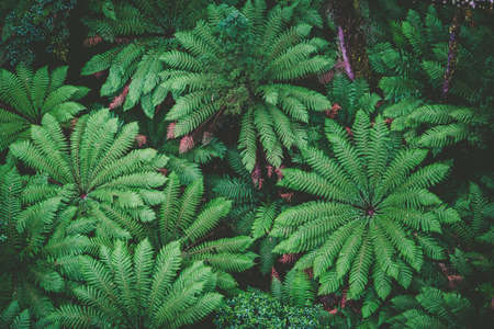 Lush green ferns in a rainforest - top down viewの写真素材