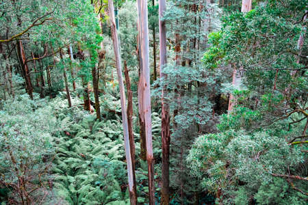Tall eucalyptus trees rising high above ferns in Australian temperate rainforestの写真素材