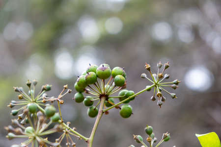 Common ivy fruits against blurred background with text spaceの写真素材