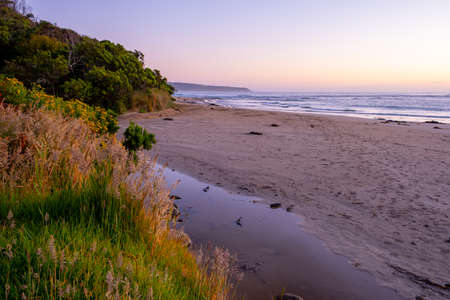 Sunset shining through ferns with lens flare in Australiaの写真素材