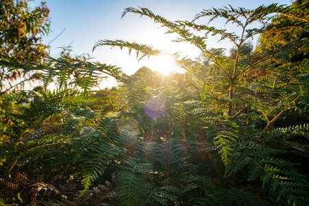 Sunset shining through ferns with lens flare in Australia