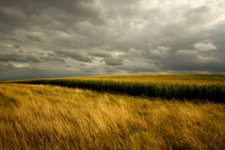 Fields of grain with the stormy skyの写真素材