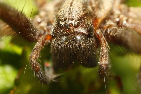 Domestic house spider macroの写真素材