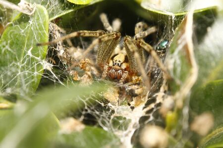 Funnel-web spider macro Agelena labyrinthicaの写真素材