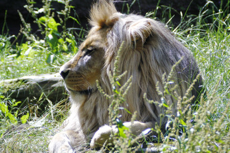 The lion at the zoo in UeckermÃ¼ndeの写真素材