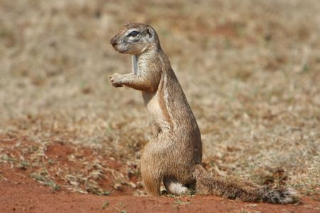 Meerkat maleの写真素材