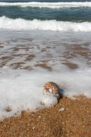 Tiger Cowrie Shell on a Sea landscape - sea, golden beach, the blue sky 