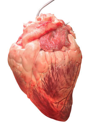 bloody heart hanging on hook over white background