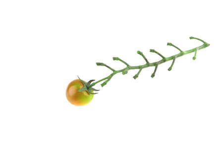 tomato cherry over white background close upの写真素材