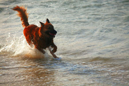 red dog play and run in sea