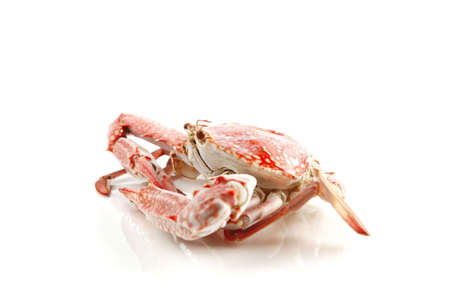 single sear orange crab over white backgroundの写真素材