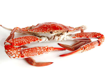 single sear orange crab over white backgroundの写真素材