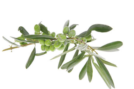 green raw olives on branch over whiteの写真素材