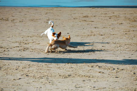 two small dog play in blue sea water