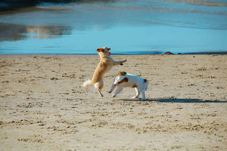 two small dog play in blue sea waterの写真素材
