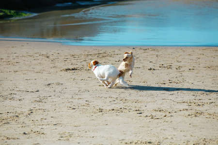 two small dog play in blue sea waterの写真素材