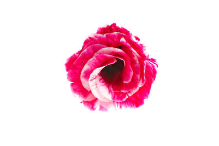 red tuberose isolated on a white background with space for textの写真素材