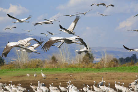 wild birds: common crane (latin: grus grus) life on fieldの写真素材