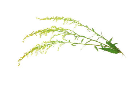 image of green grass on white backgroundの写真素材