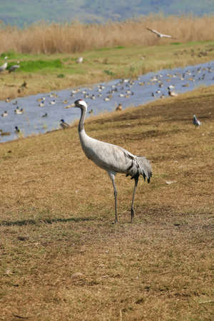 wild birds: common crane (latin: grus grus) life on fieldの写真素材