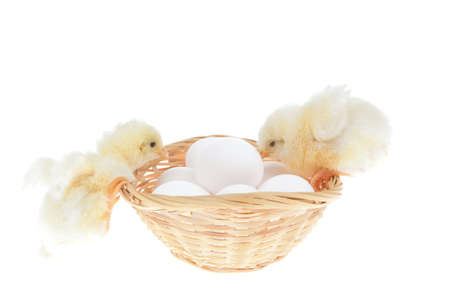 cute live little baby chicken inside wicked basket isolated on white background on white eggsの写真素材