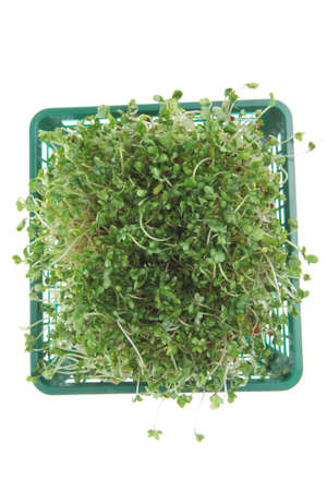 young broccoli sprout in basketの写真素材