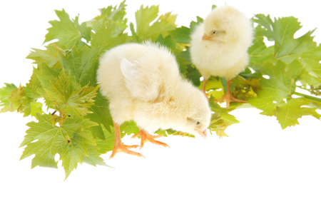 live little chicken animal isolated on white background on green leaves