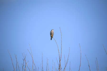 wild birds: gray hawk life on field