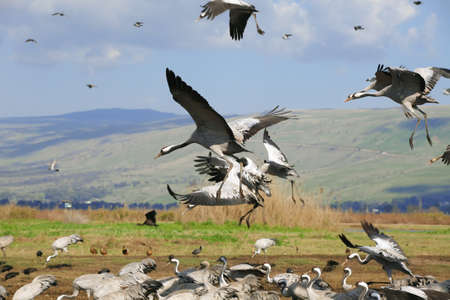 wild birds: common crane (latin: grus grus) life on fieldの写真素材