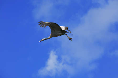 wild birds: common crane (latin: grus grus) life on fieldの写真素材