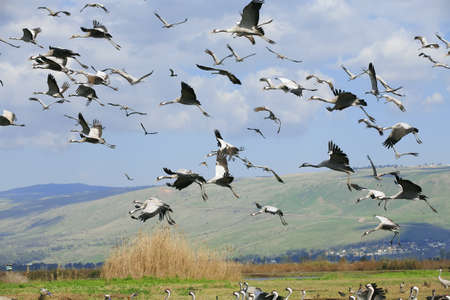 wild birds: common crane (latin: grus grus) life on fieldの写真素材