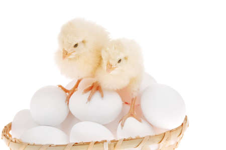 cute little baby chicken on white eggs inside wicked basket isolated over white backgroundの写真素材
