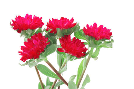 common mallow flower (malva sylvestris) isolated over whiteaの写真素材