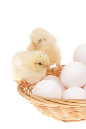 live little chicken animal on white eggs inside wicked basket isolated on white backgroundの写真素材